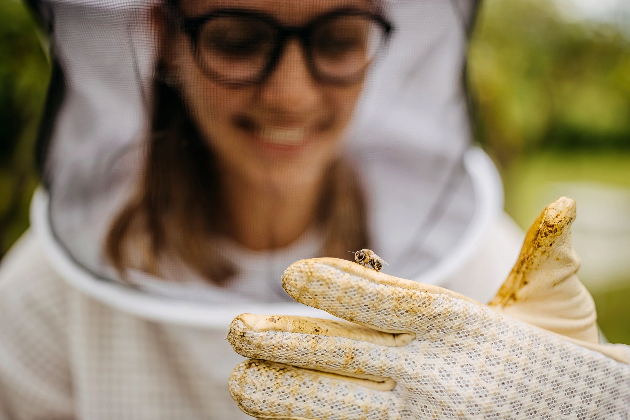local honey jar bees