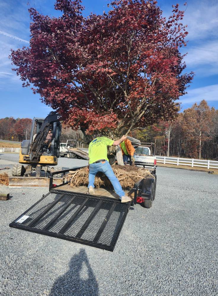 Loading the Japanese Maple onto the trailer to move to its new home.