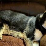 Drei-German Shepard Dog lying on a couch.