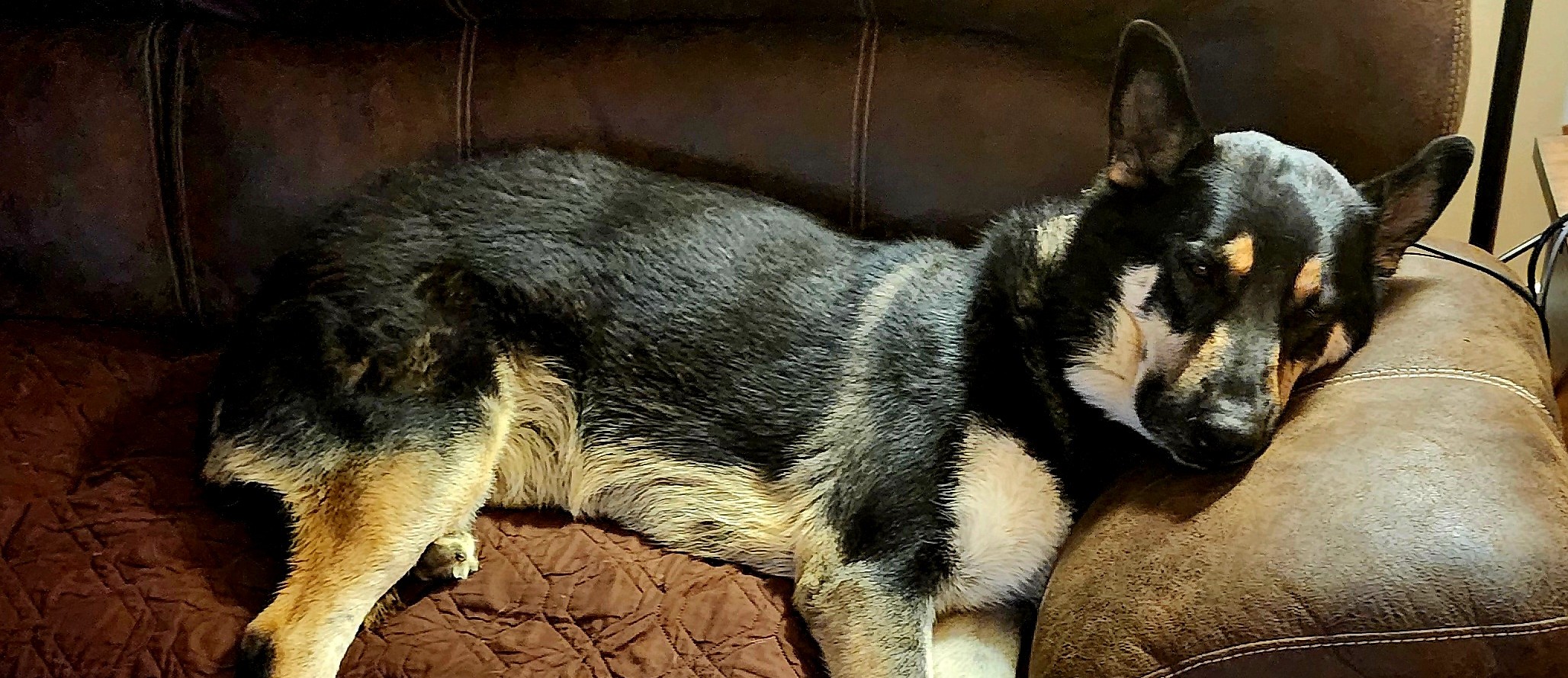 Drei-German Shepard Dog lying on a couch.